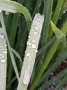 Dew Drops On A Leaf